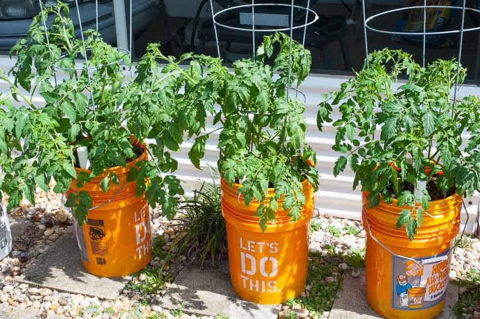 Tomatoes grown in plastic buckets surrounded by fence