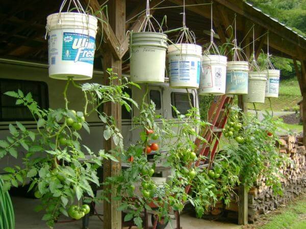 5-Gallon-Upside-Down-Tomatoes