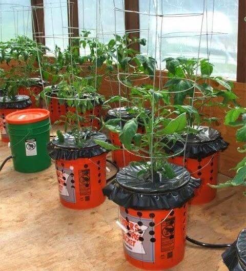 Tomatoes grown in plastic bucket