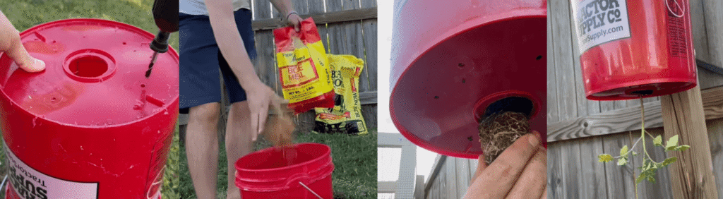 Tomatoes planted in plastic bucket steps
