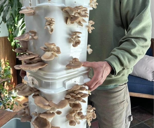 Square plastic bucket for growing mushrooms