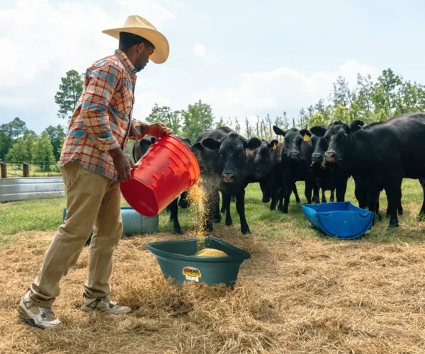 Plastic Buckets in Livestock Farming