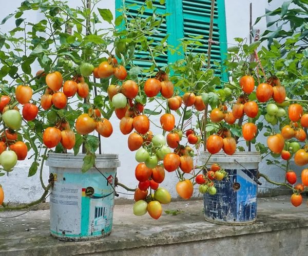 Tomatoes grown in plastic bucket